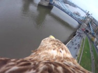 aguia-com-camera-acoplada-sobrevoa-pontos-turisticos-da-cidade1